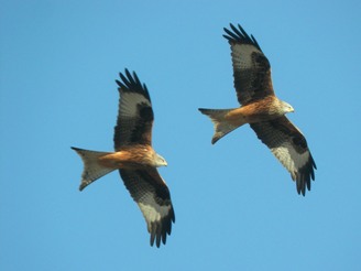 Milans royaux planant C_Riols